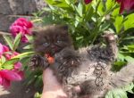 Portland Cooper Scottish Straight Highland Kitten - Scottish Straight Kitten For Sale - Portland&comma; OR&comma; US