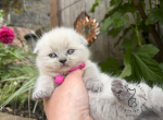 Portland Coral Scottish Fold Kitty - Scottish Fold Kitten For Sale - Portland&comma; OR&comma; US
