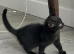 Markos mix Ragdoll & Blue Calico - Ragdoll Kitten For Sale - 