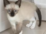 Grumpi's first born - Snowshoe Kitten For Sale - Walterboro&comma; SC&comma; US