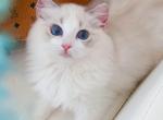 Honey - Ragdoll Kitten For Sale - Los Angeles&comma; CA&comma; US