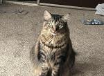 Diamond - Ragdoll Cat For Adoption - Gr Blanc&comma; MI&comma; US