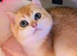 NAVA - British Shorthair Kitten For Sale - Irvine&comma; CA&comma; US