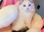 Marshmallow - Ragdoll Kitten For Sale - 