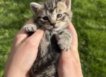 Gray Brown Tabby Kittens - Domestic Cat For Sale - Montgomery&comma; MA&comma; US