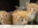 Foxy's - Norwegian Forest Kitten For Sale - Arpin&comma; WI&comma; US