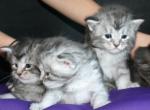 Kittens - Maine Coon Kitten For Sale - Bellevue&comma; TN&comma; US