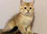 Gold Scottish Straight male - Scottish Straight Kitten For Sale - Orlando&comma; FL&comma; US