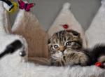 Henry - Scottish Fold Kitten For Sale - 