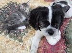 Dutchess's litter - Maine Coon Kitten For Sale - Chickamauga&comma; GA&comma; US