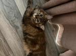 Pumpkin - Siberian Kitten For Sale - Vacaville&comma; CA&comma; US