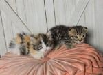 Sugars Munchies - Munchkin Kitten For Sale - Denver&comma; CO&comma; US