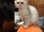 Ollie - British Shorthair Kitten For Sale - 