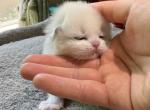 Jade - Ragdoll Kitten For Sale - Temple City&comma; CA&comma; US