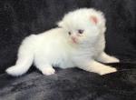 Vale - Persian Kitten For Sale - Callahan&comma; FL&comma; US