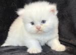 Teddy - Persian Kitten For Sale - Callahan&comma; FL&comma; US