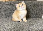 Mila - British Shorthair Kitten For Sale - 