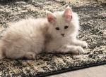 Junior - Maine Coon Kitten For Sale - La Porte&comma; IN&comma; US