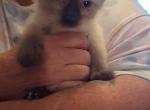 Precious - Siamese Kitten For Sale - Sacred Heart&comma; MN&comma; US