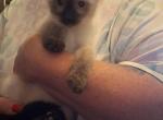 Fancy - Siamese Kitten For Sale - 