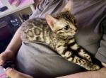Brown Male Kitten - Bengal Kitten For Sale - 