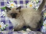Full Radgoll - Ragdoll Kitten For Sale - Auburn&comma; WA&comma; US