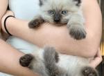 Himmie - Himalayan Kitten For Adoption - Elk Grove&comma; CA&comma; US