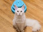 Lainey Red Smoke - Maine Coon Kitten For Sale - Longmont&comma; CO&comma; US
