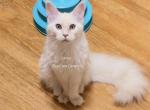 Lainey Red Smoke - Maine Coon Kitten For Sale - Longmont&comma; CO&comma; US