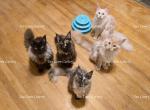 Litter L Also listed individually - Maine Coon Kitten For Sale - Longmont&comma; CO&comma; US