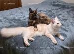Litter L Also listed individually - Maine Coon Kitten For Sale - Longmont&comma; CO&comma; US