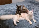 Litter L Also listed individually - Maine Coon Kitten For Sale - Longmont&comma; CO&comma; US