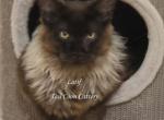 Latif Black Smoke - Maine Coon Kitten For Sale - Longmont&comma; CO&comma; US