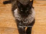 Latif Black Smoke - Maine Coon Kitten For Sale - Longmont&comma; CO&comma; US