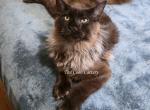 Latif Black Smoke - Maine Coon Kitten For Sale - Longmont&comma; CO&comma; US