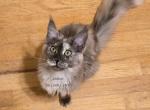 Leilani black Smoke Tortie - Maine Coon Kitten For Sale - Longmont&comma; CO&comma; US