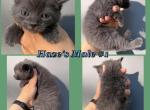 Half Siamese Male Kittens - Domestic Kitten For Sale - Leominster&comma; MA&comma; US