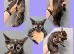 Kitten Female Half Siamese - American Shorthair Kitten For Sale - 