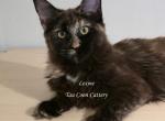 Lexine Tortie - Maine Coon Kitten For Sale - Longmont&comma; CO&comma; US