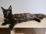 Lexine Tortie - Maine Coon Kitten For Sale - Longmont&comma; CO&comma; US