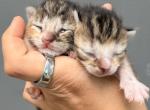 Female Kittens - Domestic Kitten For Sale - 