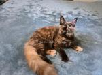 Lilika Tortie - Maine Coon Kitten For Sale - Longmont&comma; CO&comma; US