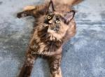 Lilika Tortie - Maine Coon Kitten For Sale - Longmont&comma; CO&comma; US