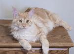Lux Red Smoke - Maine Coon Kitten For Sale - Longmont&comma; CO&comma; US