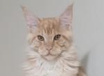 Lux Red Smoke - Maine Coon Kitten For Sale - Longmont&comma; CO&comma; US