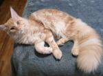 Lux Red Smoke - Maine Coon Kitten For Sale - Longmont&comma; CO&comma; US
