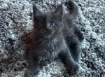 Blue - Maine Coon Kitten For Sale - Eureka&comma; CA&comma; US