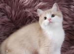 Apples Lilac Golden Bi Color Girl - British Shorthair Kitten For Sale - 