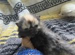 Exotic kittens different kittens - Exotic Kitten For Sale - Altamonte Springs&comma; FL&comma; US