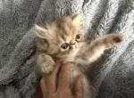 Persian Tortie tabby - Persian Kitten For Sale - Altamonte Springs&comma; FL&comma; US
